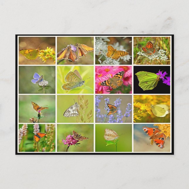 Postal Hermoso collage de mariposa de pavo real colorido (Anverso)
