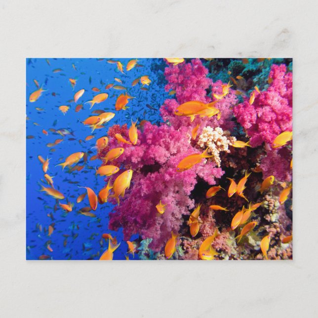 Postal Hermoso Coral Reef Natural (Anverso)