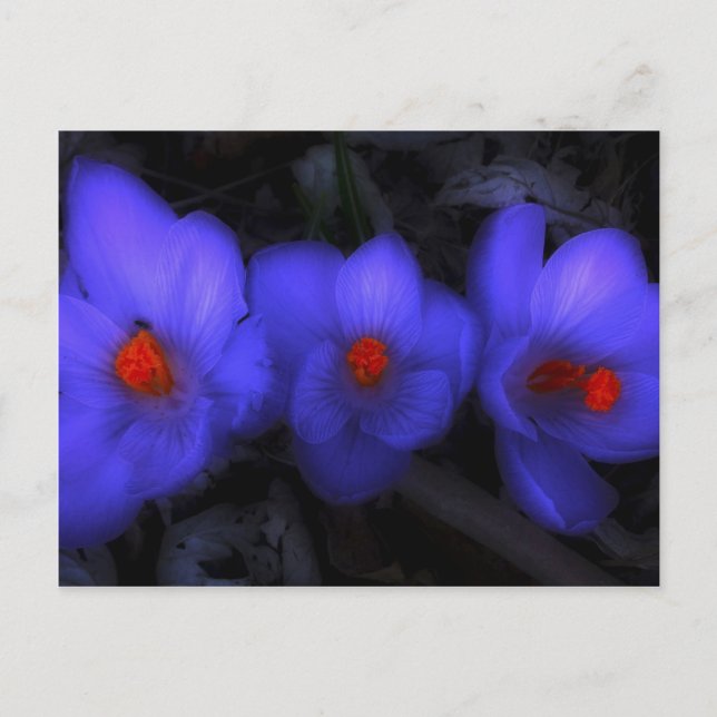 Postal Hermoso cromo azul morado florece (Anverso)