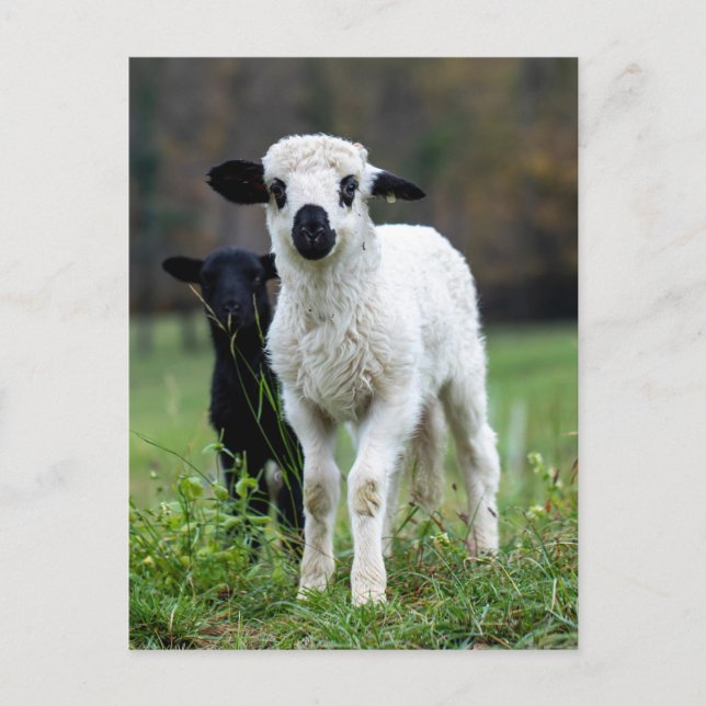 Postal Hermoso de la lámpara de bebé - Animales divertido (Anverso)