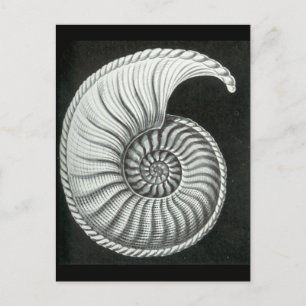 Postal Hermoso dibujo a lápiz de Amaltheus ammonite