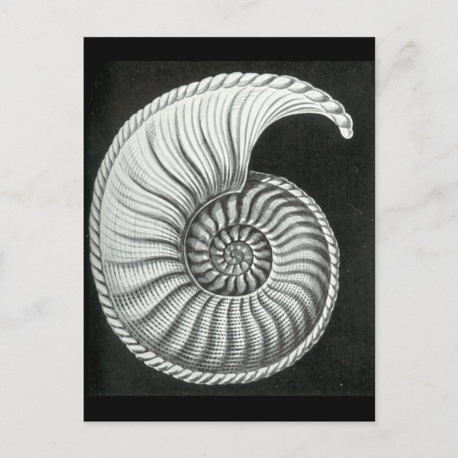 Postal Hermoso dibujo a lápiz de Amaltheus ammonite (Anverso)
