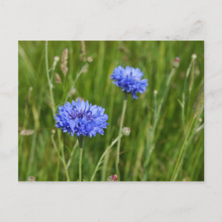 Postal Hermoso diseño de flores de flores de flores de fl
