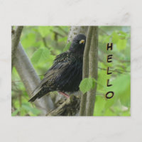 Hermoso Estrella. HELLO Postcard