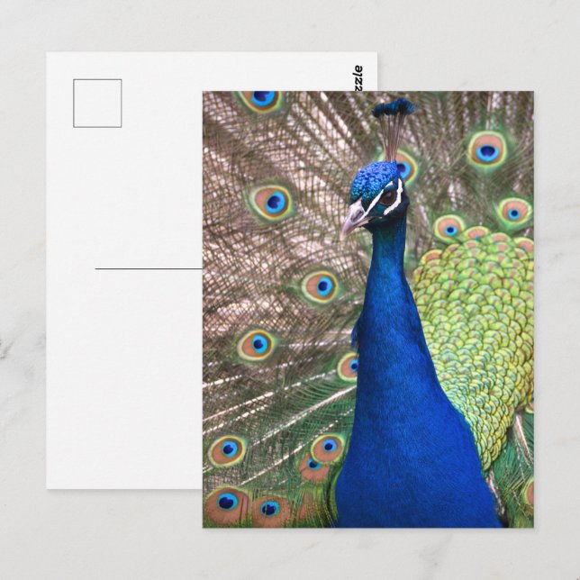 Postal Hermoso fondo de pluma de pavo real (Anverso / Reverso)