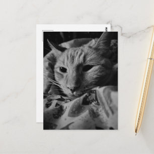Postal Hermoso Gato Atigrado Naranja Gatito Negro y Blanc
