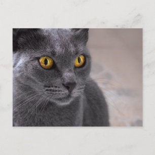 Postal Hermoso gato azul ruso con ojos dorados