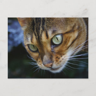 Postal Hermoso gato bengalí