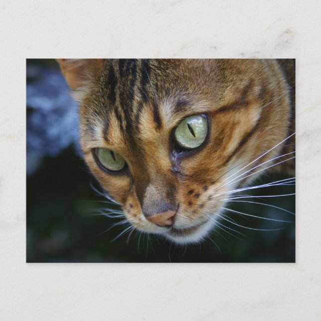 Postal Hermoso gato bengalí (Anverso)