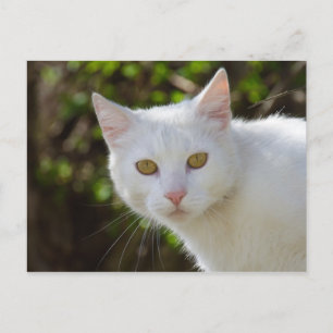 Postal Hermoso gato blanco