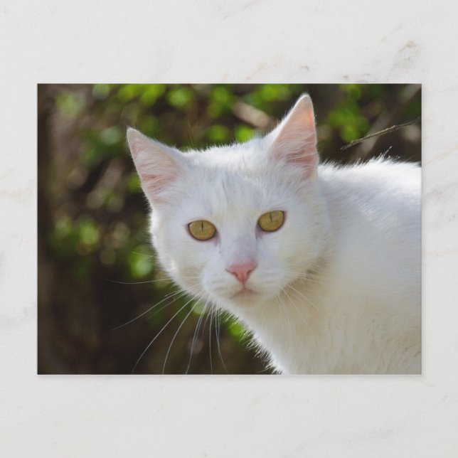 Postal Hermoso gato blanco (Anverso)