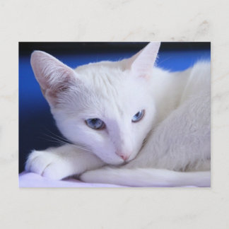 Postal Hermoso gato blanco/Añadir la foto a tu Mascota