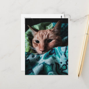 Postal Hermoso Gato Cute Ginger Tabby