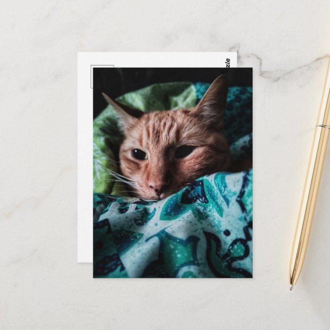 Postal Hermoso Gato Cute Ginger Tabby (Anverso/Reverso In Situ)