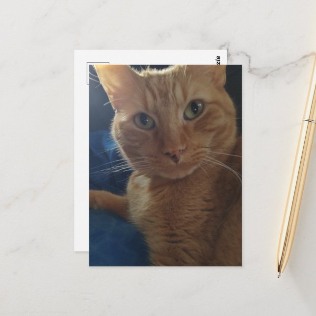 Postal Hermoso Gato Cute Ginger Tabby (Anverso/Reverso In Situ)