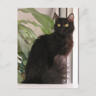 Postal Hermoso gato negro