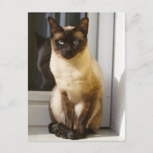 Postal Hermoso gato siamés