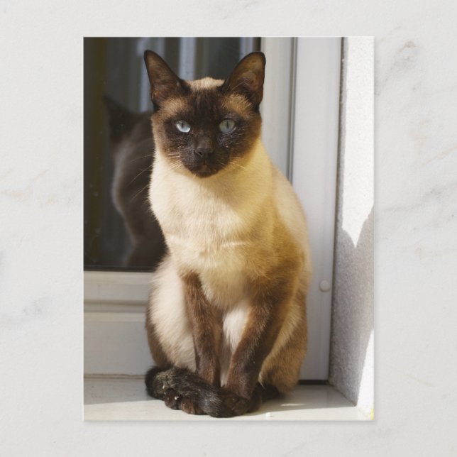 Postal Hermoso gato siamés (Anverso)