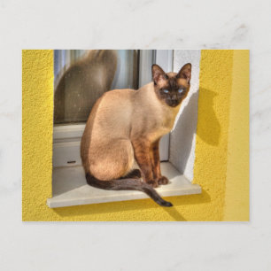 Postal Hermoso gato siamés