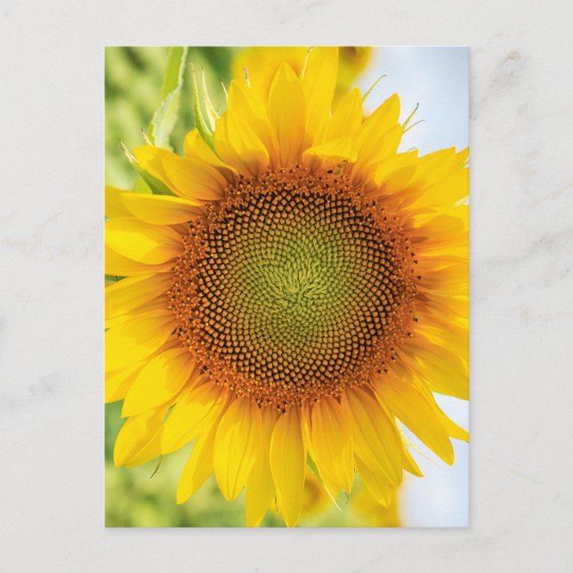 Postal Hermoso girasol con cita de Helen Keller (Anverso)