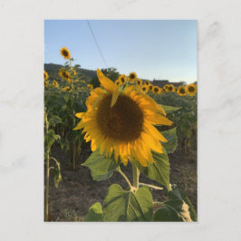Postal Hermoso girasol en el sol de verano