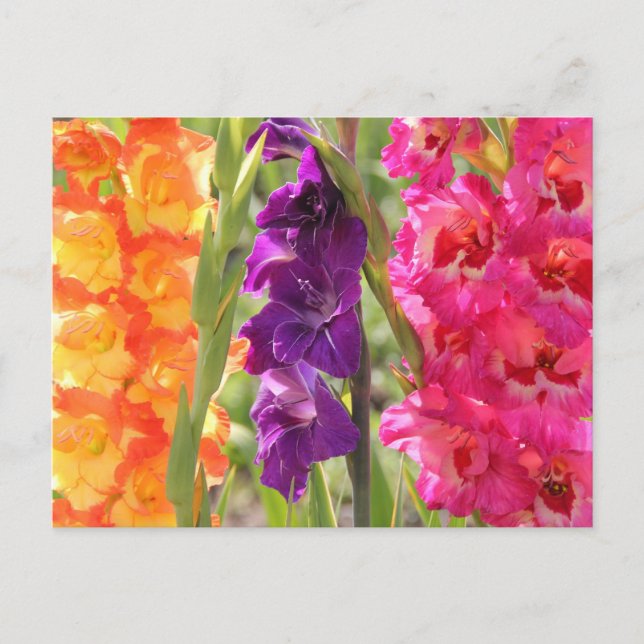 Postal Hermoso Gladiolus Blooms (Anverso)