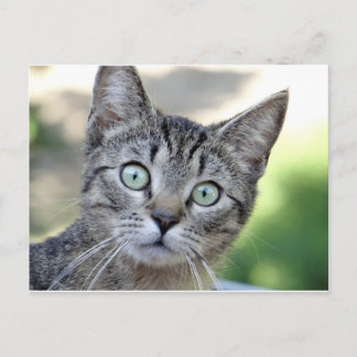 Postal Hermoso Gray Kitten con impresionantes ojos