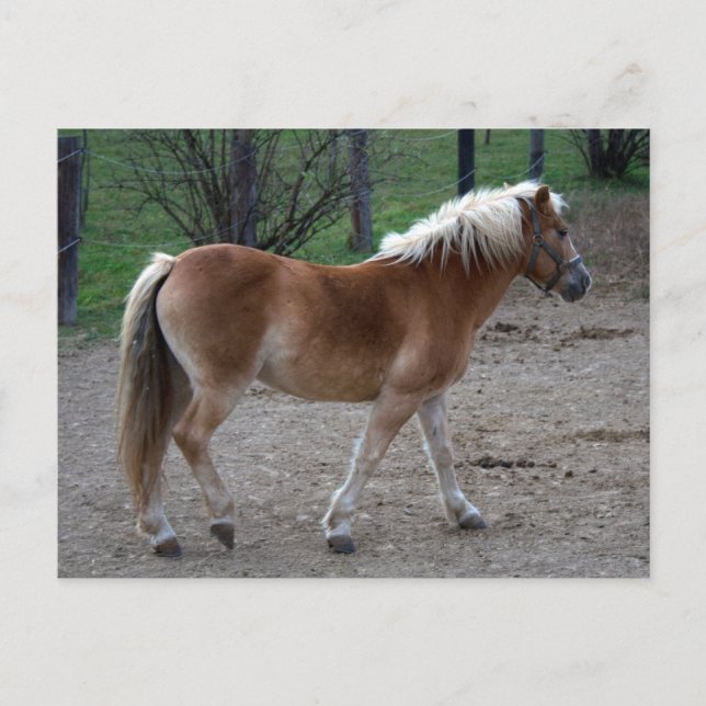 Postal Hermoso Haflinger (Anverso)