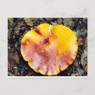 Postal Hermoso hongo