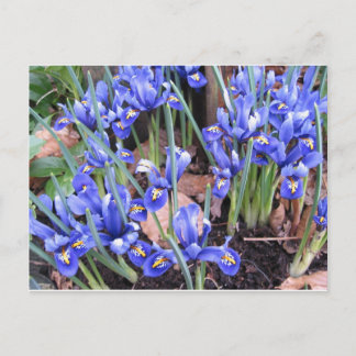POSTAL HERMOSO IRIS