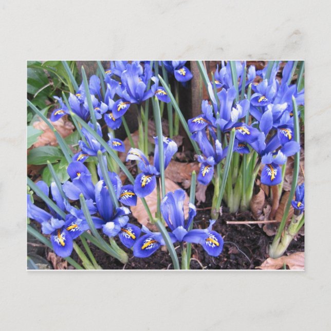 POSTAL HERMOSO IRIS (Anverso)