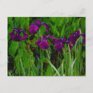 Postal Hermoso Iris Morado