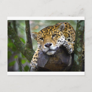 Postal Hermoso jaguar relajado en el árbol