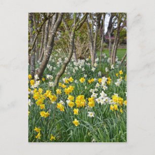 Postal Hermoso jardín de primavera