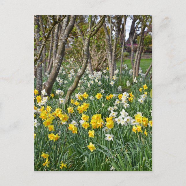 Postal Hermoso jardín de primavera (Anverso)