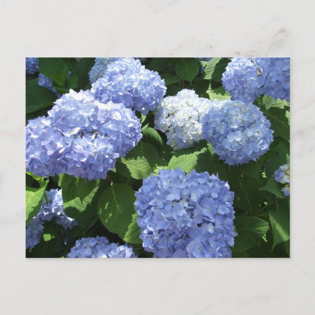 Postal Hermoso jardín, foto de flores de hortensias (Anverso)