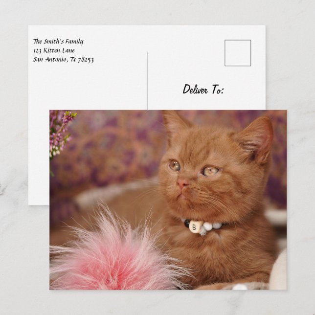 Postal Hermoso Kitten británico Shorthair (Anverso / Reverso)