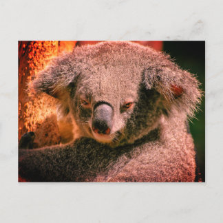 Postal Hermoso Koala