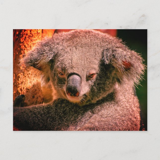Postal Hermoso Koala (Anverso)