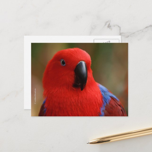 Postal Hermoso "Lady in Red" Eclectus Parrot (Anverso/Reverso In Situ)