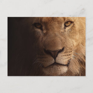 Postal Hermoso león en primer plano