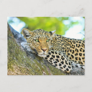 Postal Hermoso leopardo con ojos verdes