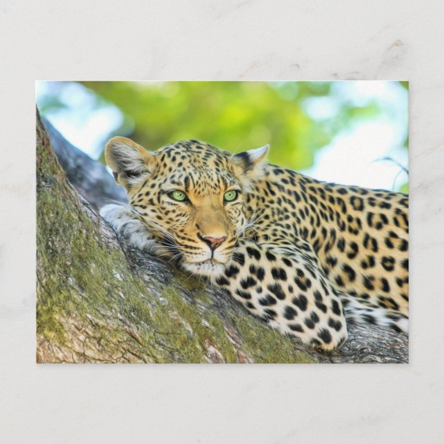 Postal Hermoso leopardo con ojos verdes (Anverso)