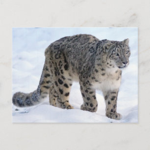 Postal Hermoso leopardo de las nieves