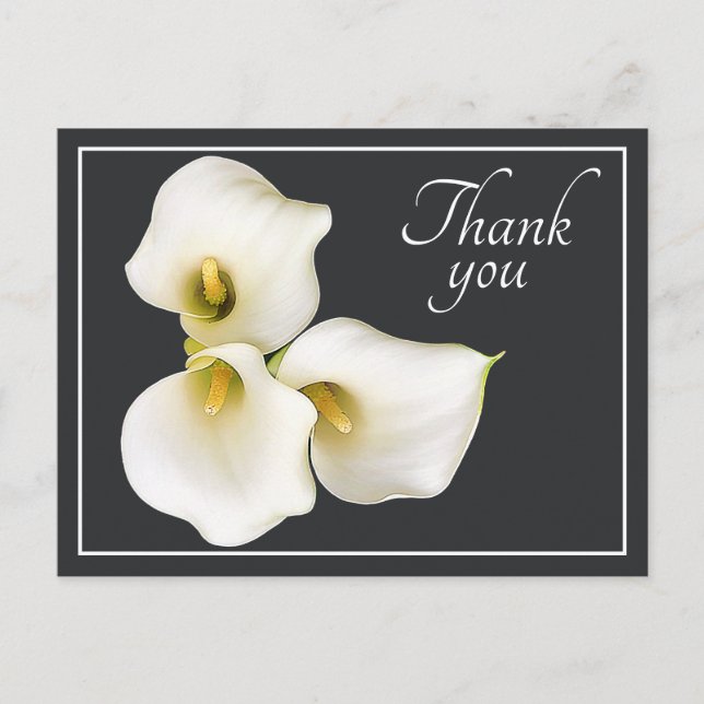 Postal Hermoso lirio de Calla blanco moderno Botánico agr (Anverso)