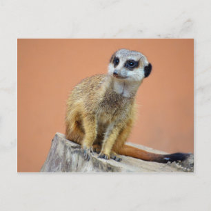 Postal Hermoso meerkat