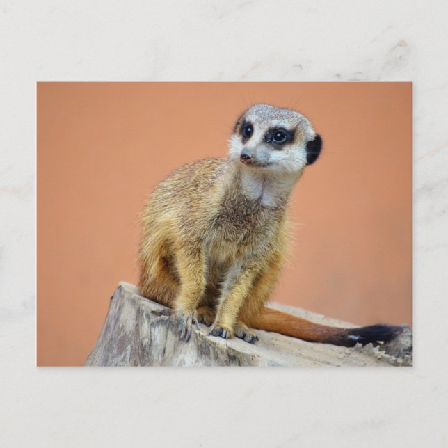 Postal Hermoso meerkat (Anverso)