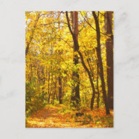 Hermoso Paisaje - Carretera En El Bosque Del Otoño