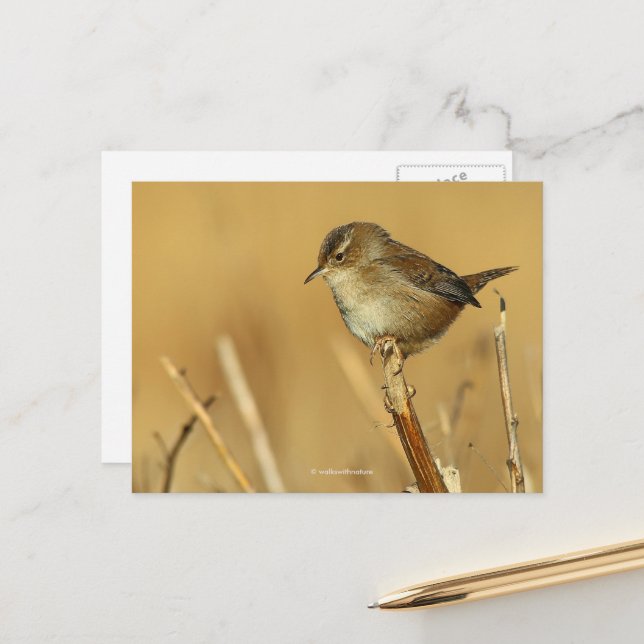Postal Hermoso pájaro de la hierba de los pantanos en los (Anverso/Reverso In Situ)