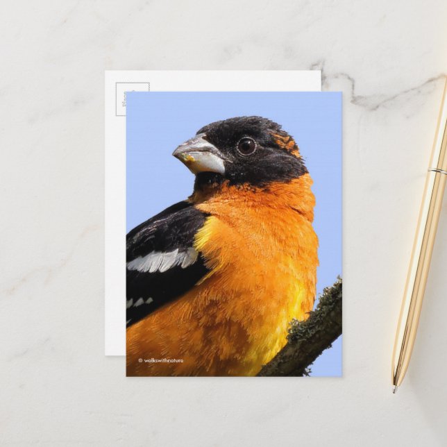 Postal Hermoso pájaro Grosbeak de cabeza negra en árbol (Anverso/Reverso In Situ)